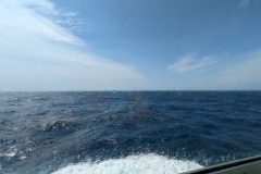 PXL_20240329_021239058_1