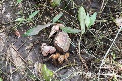 IMG_1799_1