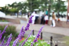 1D4_7206_2